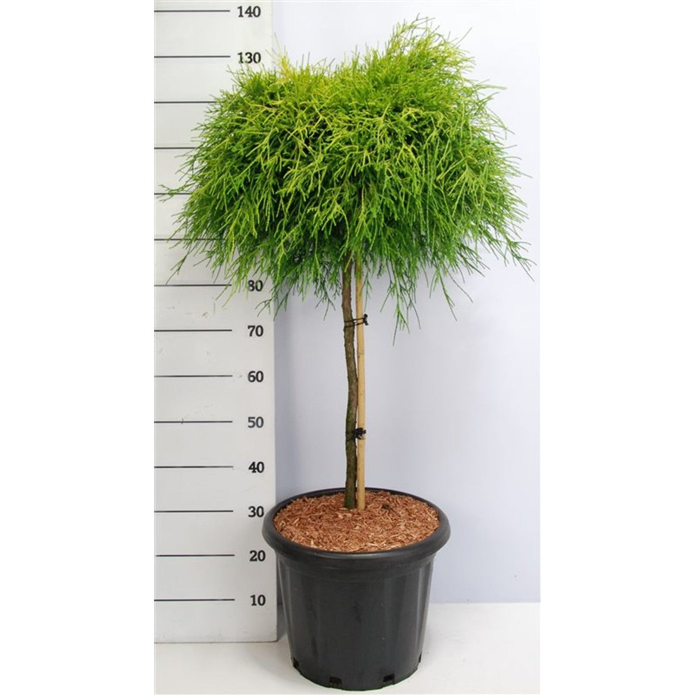 Ädelcypress – Chamaecyparis pisifera 'Sungold' - 75 CM Stem C25